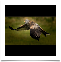 Red Kite - Dave Cowsill
